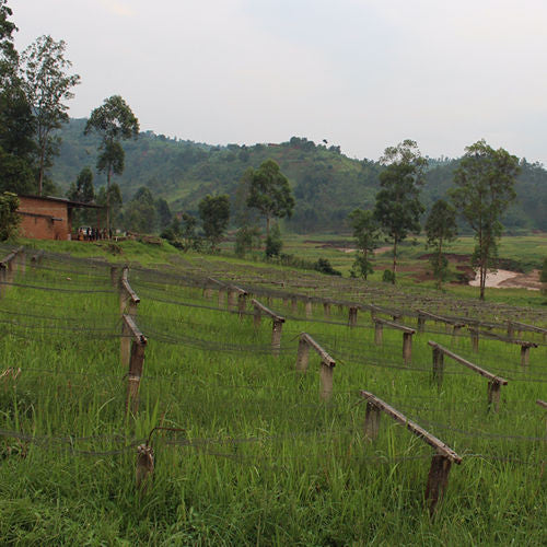 Clifton Coffee - Burundi: Gakenke Lot #8