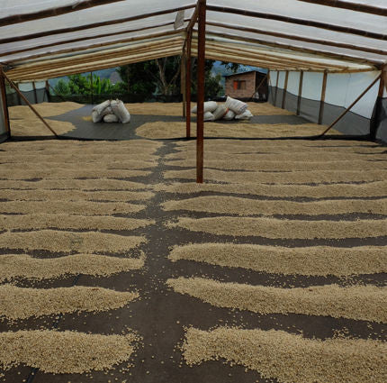 Clifton Coffee - Colombia: Finca El Progresso - Rodrigo Sanchez