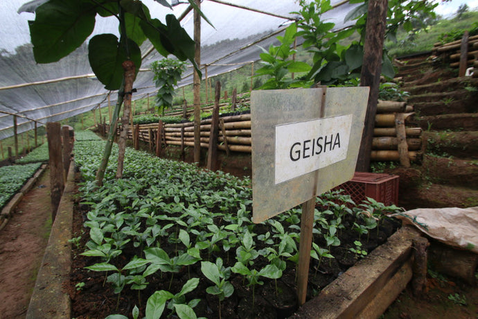 Clifton Coffee - Colombia Finca Las Nubes Geisha