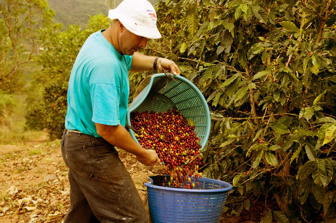 Clifton Coffee - Colombia Los Cauchos