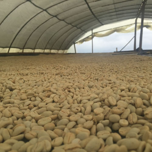 Clifton Coffee - Colombia: Luis Alejandro Ortega Lot #2