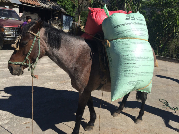 Clifton Coffee - El Salvador: Finca Pena Redonda (Pacamara)
