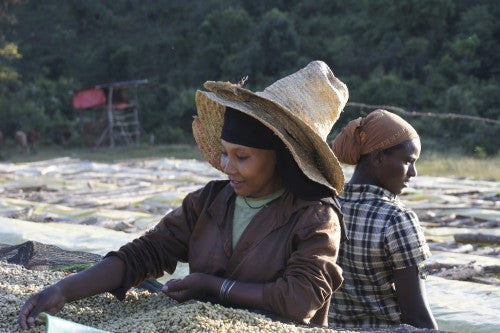 Clifton Coffee - Ethiopia: Biftu Gudina