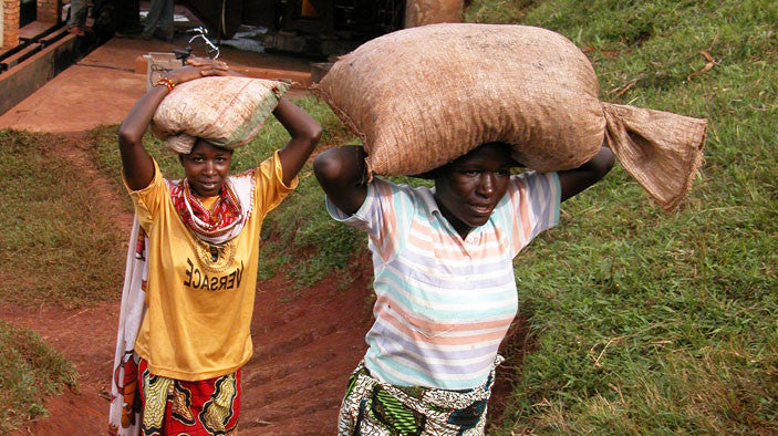 Clifton Coffee - Kenya: Kiriaini Teresia AB #003