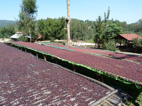 Clifton Coffee - Rwanda: Coko-Nyange