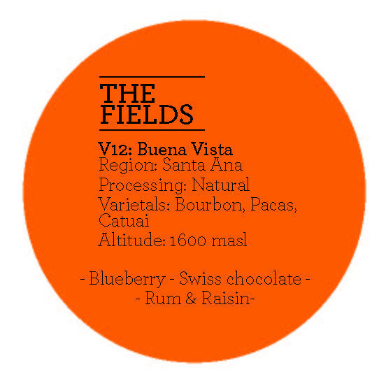 Climpson and Sons - Fields V12: Buena Vista (Natural) El Salvador