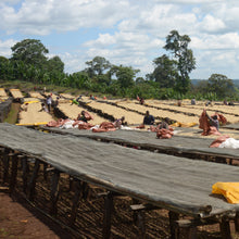 Load image into Gallery viewer, Climpson and Sons - Single Origin: Sidamo Sasaba, Ethiopia (Natural) alternate image 1
