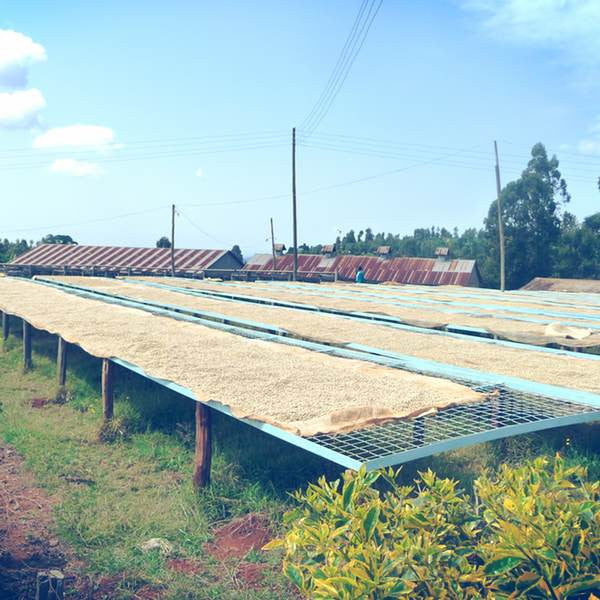 Coffee Factory - Kenya Kii