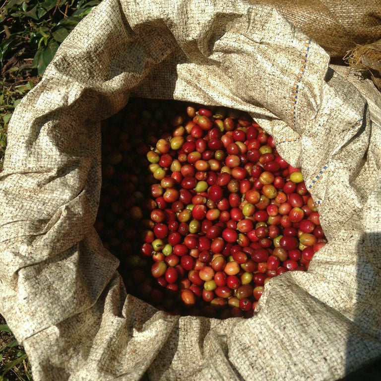 Dear Green Coffee - Brazil: Fazenda Santa Rosalia