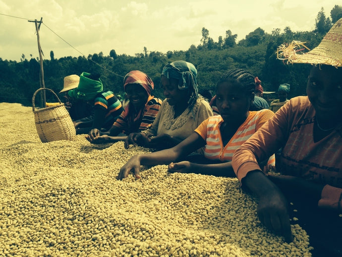 Dear Green Coffee - Burundi - Shembati