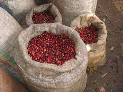 Dear Green Coffee - Costa Rica - Finca Cordillera De Fuego - Yellow Honey