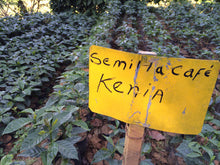 Load image into Gallery viewer, Dear Green Coffee - El Salvador: San Francisco &#39;Loma Linda&#39; alternate image 1