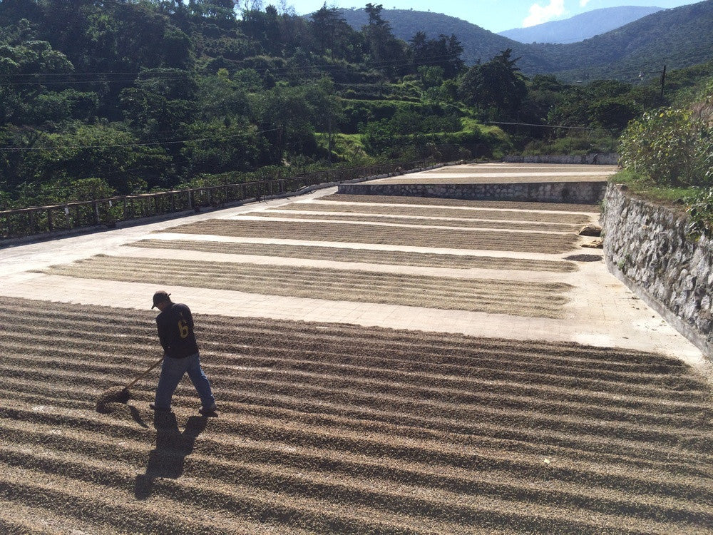 Dear Green Coffee - El Salvador: San Francisco 'Loma Linda'