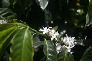 Dear Green Coffee - Guatemala - Finca Santa Isabel