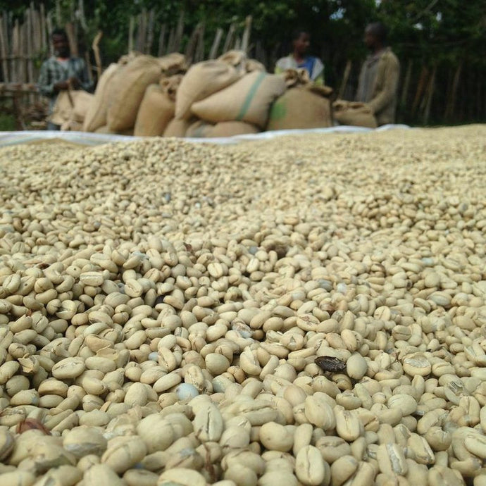 Dear Green Coffee - Kenya - Chania AA