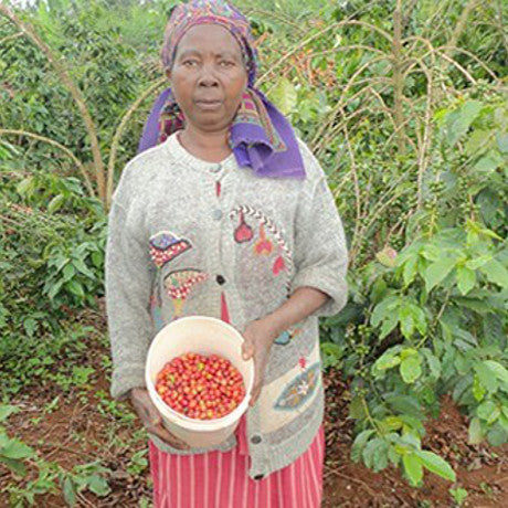 Dear Green Coffee - Kenya - Karimikui - AB