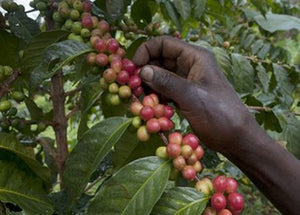 Dear Green Coffee - Kenya - Makena, Kirinyaga - washed