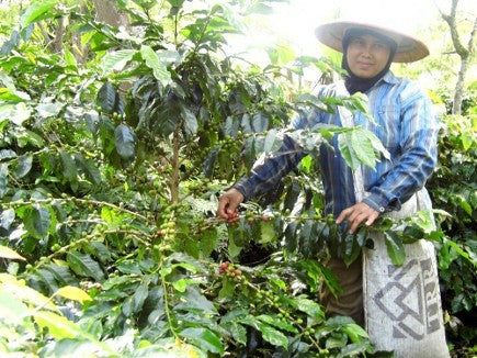 Dear Green Coffee - Sumatra Aceh - Jagong Village