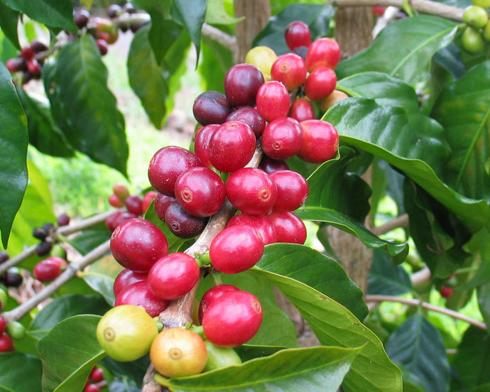 Dear Green Coffee - Sumatra Wahana - Longberry