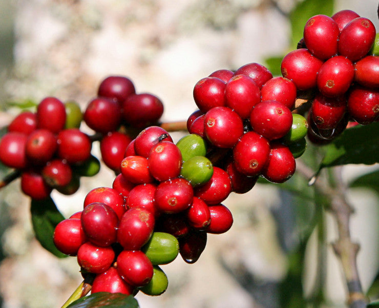 Foundry Coffee Roasters - Finca Las Meninas: Mejicanos, El Salvador