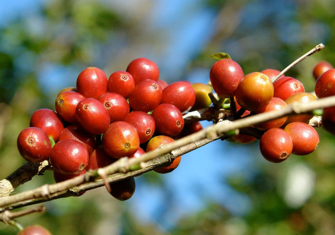 Foundry Coffee Roasters - Finca Manantiales - Huehuetenango, Guatemala