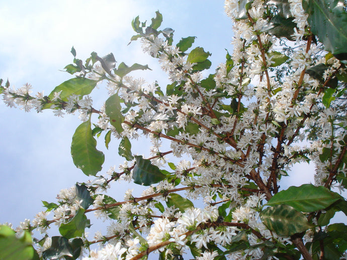 Foundry Coffee Roasters - Rungeto Co-Operative, Ngairiama Kenya