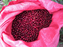 Load image into Gallery viewer, Foundry Coffee Roasters - Santa Maria De Lourdes: Nicaragua