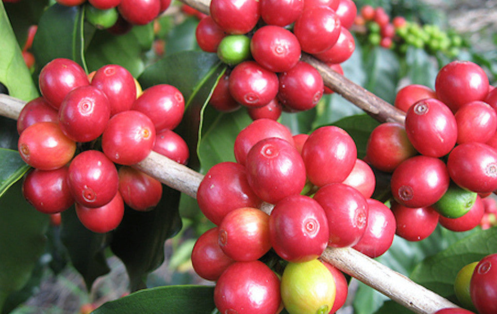 Foundry Coffee Roasters - Tweega AA – Mbeya, Tanzania