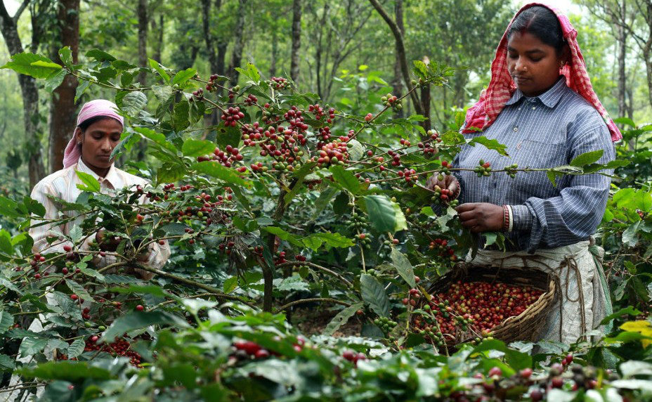 Horsham Coffee Roaster - India Seethargundu Estate co2 Decaf