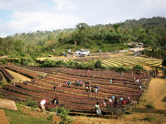 J. Atkinson & Co - Ethiopian Limu Gera Farm