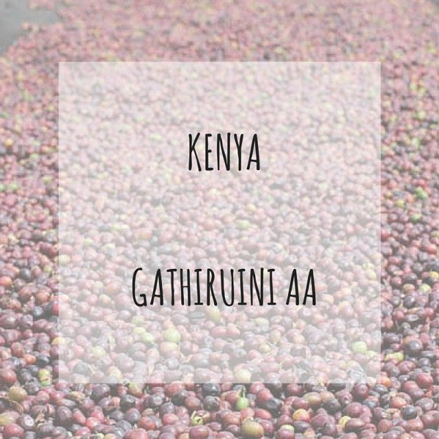 Rounton Coffee Roasters - Kenya Gathiruini AA - washed