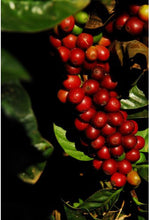 Load image into Gallery viewer, Silver Oak Coffee - Single Estate: Fazenda Progresso, Brazil alternate image 1