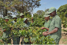 Load image into Gallery viewer, Silver Oak Coffee - Single Origin: Itende JKT, Tanzania Decaf alternate image 1